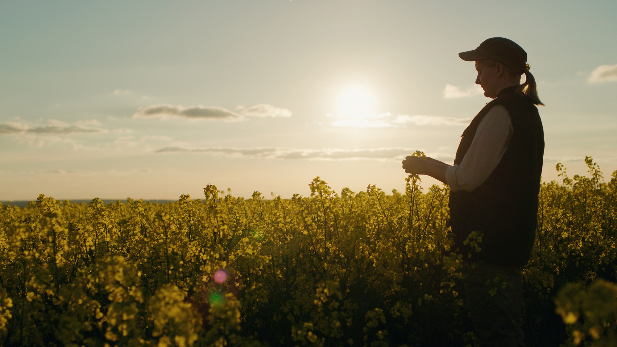 Photo of lady standing in oil seed rape field as the sun begins to set