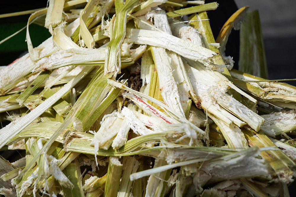 Sugar cane waste. Close-up photo of processed sugar cane bagasse squeezed from a sugar factory.